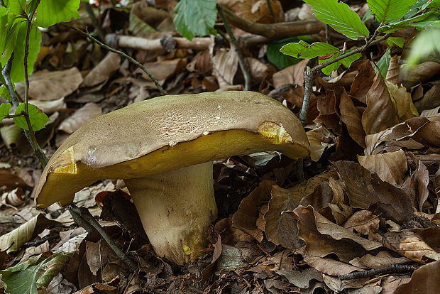 hríb sivoružový Butyriboletus cf. roseogriseus (J. Šutara, M. Graca, M. Kolarík, V. Janda & M. Kríž) Vizzini & Gelardi