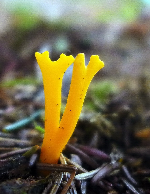 parôžkovec lepkavý Calocera viscosa (Pers.) Fr.