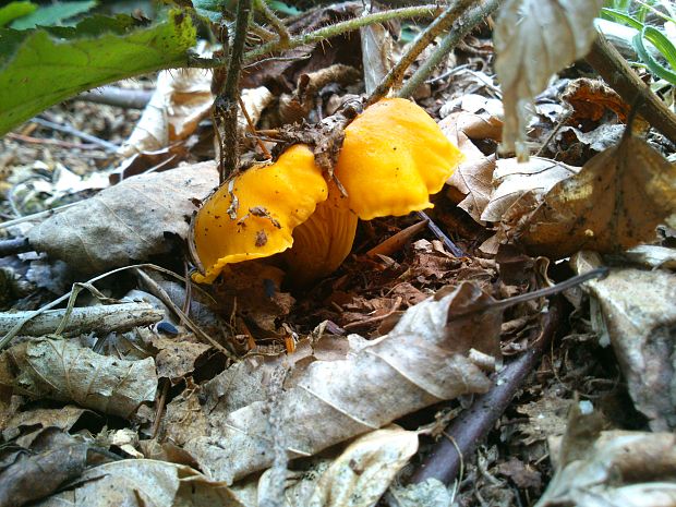 kuriatko jedlé Cantharellus cibarius Fr.