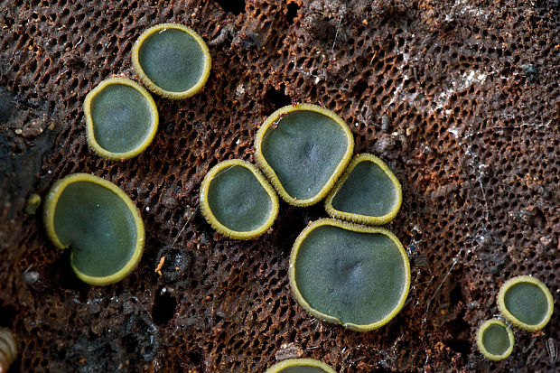 katinelka olivová Catinella olivacea (Batsch) Boud.