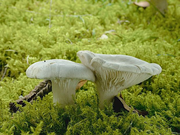 machovka obyčajná Clitopilus prunulus (Scop.) P. Kumm.