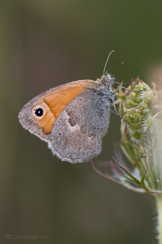 očkáň pohánkový Coenonympha pamphilus Linnaeus, 1758