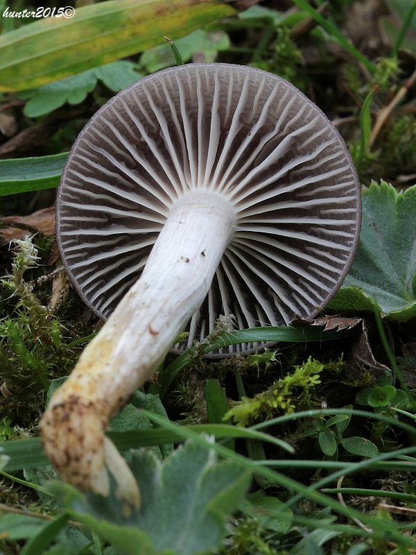 lúčnica žltkastohlúbiková Cuphophyllus flavipes  (Britzelm.) Bon