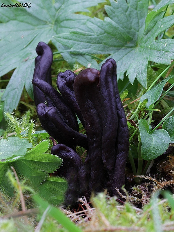 jazýček Geoglossum atropurpureum (Batsch) Pers.