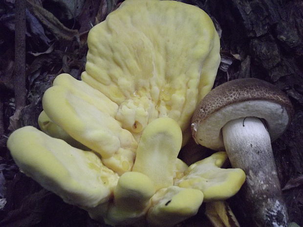 sírovec obyčajný Laetiporus sulphureus (Bull.) Murrill