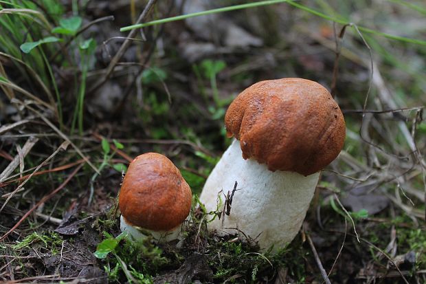 kozák osikový Leccinum albostipitatum den Bakker & Noordel.