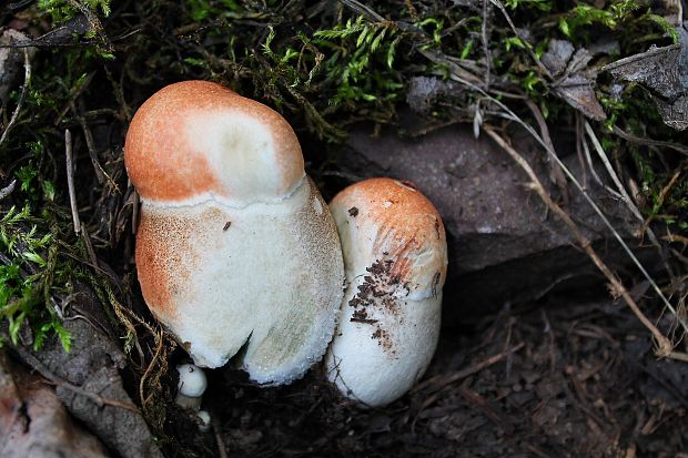 kozák dubový Leccinum aurantiacum (Bull.) Gray