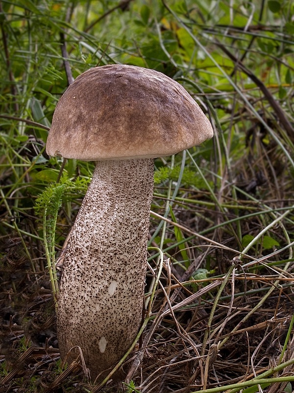 kozák topoľový Leccinum duriusculum (Schulzer ex Kalchbr.) Singer