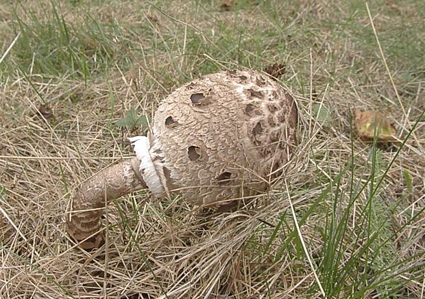 bedľa vysoká Macrolepiota procera (Scop.) Singer