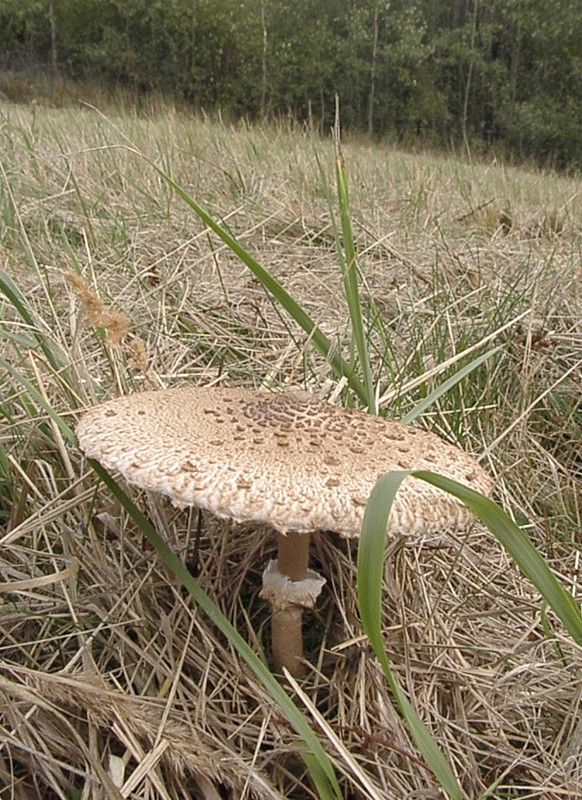 bedľa vysoká Macrolepiota procera (Scop.) Singer