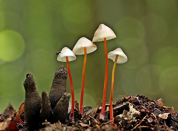 prilbička šafranová Mycena crocata (Schrad.) P. Kumm.