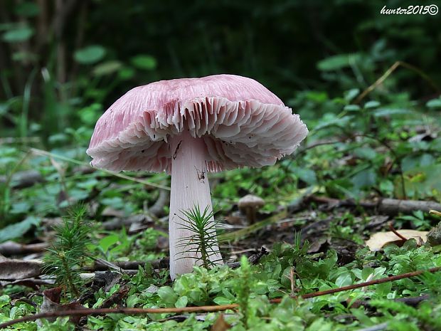 prilbička ružovkastá Mycena rosea Gramberg