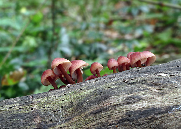 prilbička krvavá Mycena sanguinolenta (Alb. & Schwein.) P. Kumm.