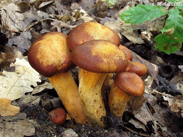 kališník hnedooranžový Omphalotus olearius (DC.) Singer