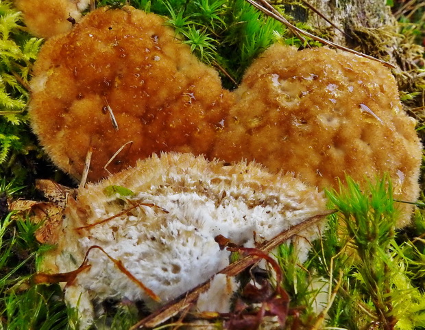 šťavnatec smrekový Postia ptychogaster (F. Ludw.) Vesterh.