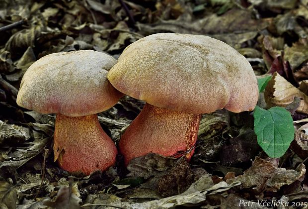 hríb Le Galovej Rubroboletus legaliae (Pilát & Dermek) Della Maggiora & Trassin.