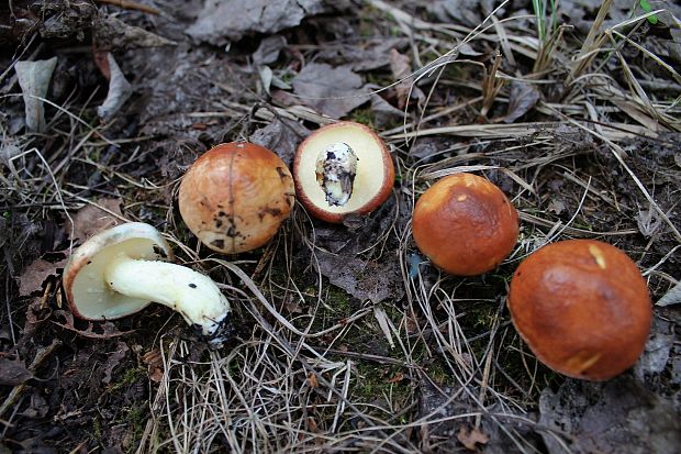 masliak zrnitý Suillus granulatus (L.) Roussel