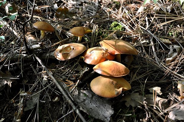 masliak zrnitý Suillus granulatus (L.) Roussel