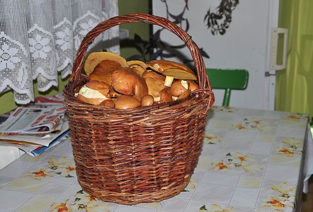 masliak zrnitý Suillus granulatus (L.) Roussel