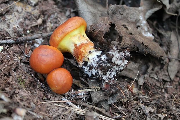 masliak smrekovcový Suillus grevillei (Klotzsch) Singer