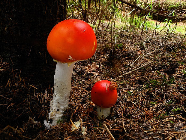 muchotrávka červená holá Amanita muscaria var. aureola (Kalchbr.) Quél.