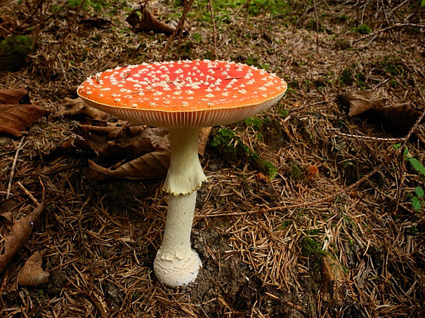 muchotrávka červená Amanita muscaria (L.) Lam.