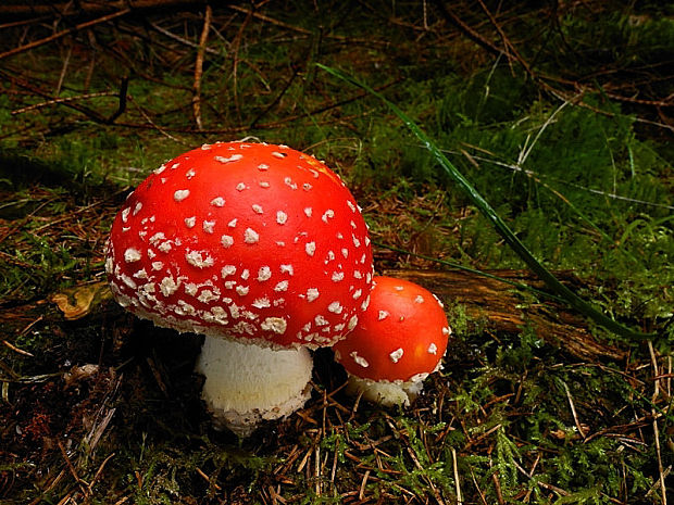 muchotrávka červená Amanita muscaria (L.) Lam.