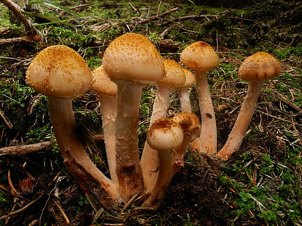 podpňovka tmavá Armillaria ostoyae (Romagn.) Herink