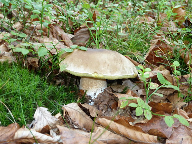 hríb smrekový Boletus edulis var. arenarius H. Engel, Krieglst. & Dermek 1983