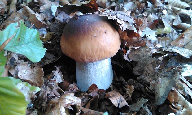 hríb smrekový Boletus edulis Bull.