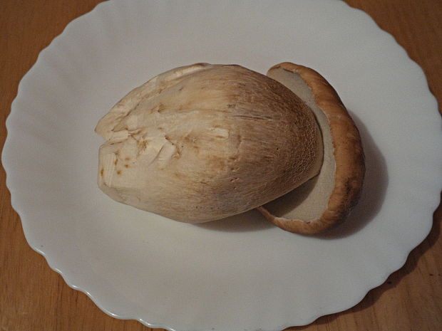 hríb smrekový Boletus edulis Bull.