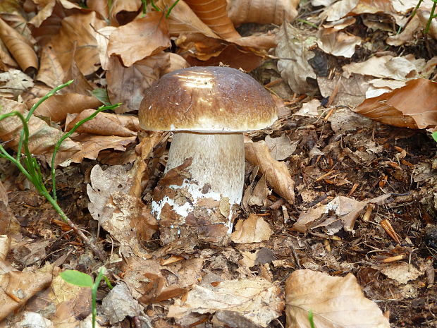 hríb smrekový Boletus edulis Bull.