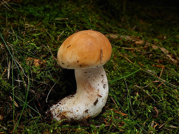 hríb smrekový Boletus edulis Bull.