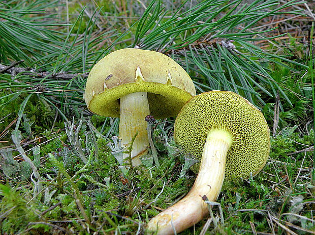 suchohríb plstnatý Boletus subtomentosus L.