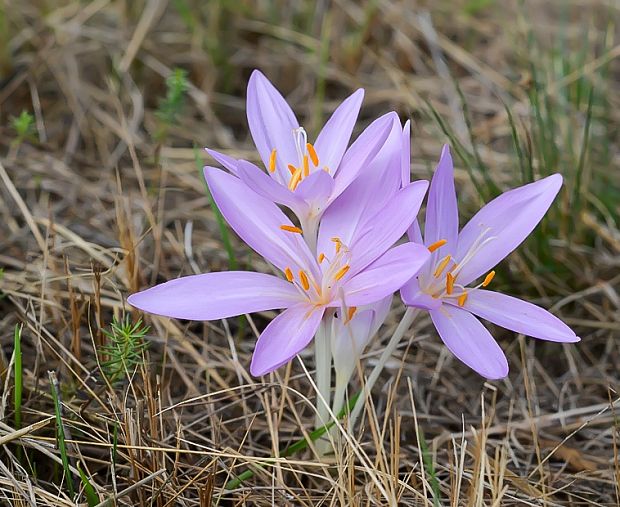 jesienka obyčajná Colchicum autumnale