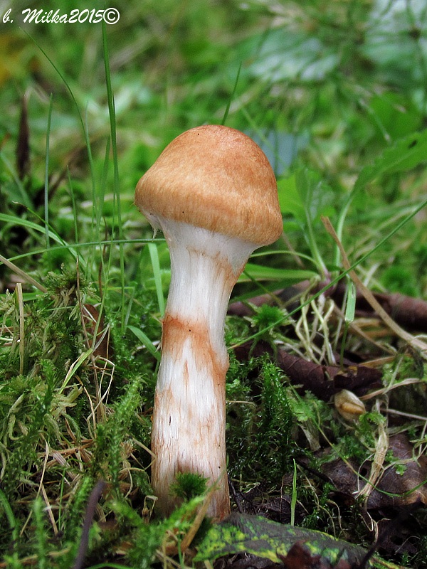 pavučinovec Cortinarius sp.