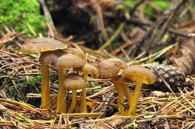 kuriatko lievikovité Craterellus tubaeformis (Fr.) Quél.