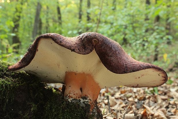 pečeňovec dubový Fistulina hepatica (Schaeff.) With.