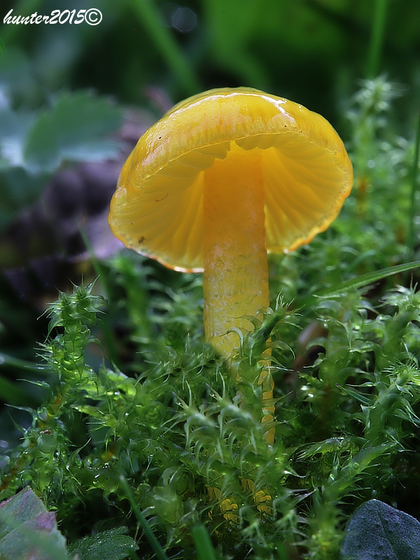 lúčnica citrónovožltá Hygrocybe chlorophana (Fr.) Wünsche