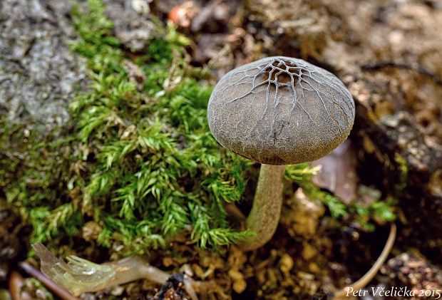 štítovka sivá Pluteus thomsonii (Berk. & Broome) Dennis