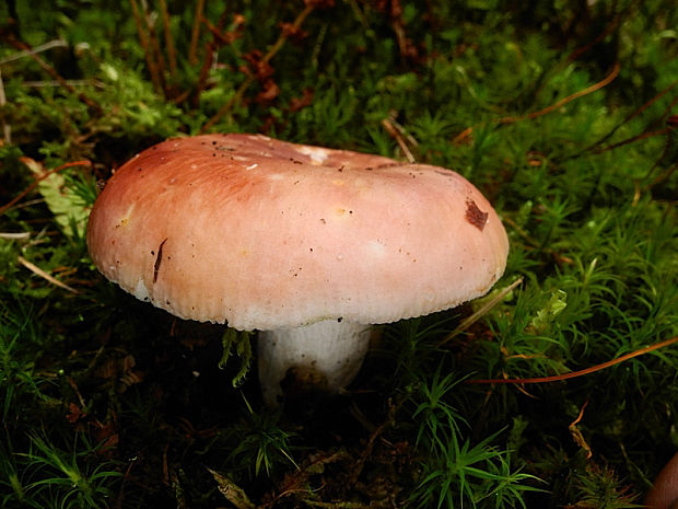 plávka mandľová Russula vesca Fr.