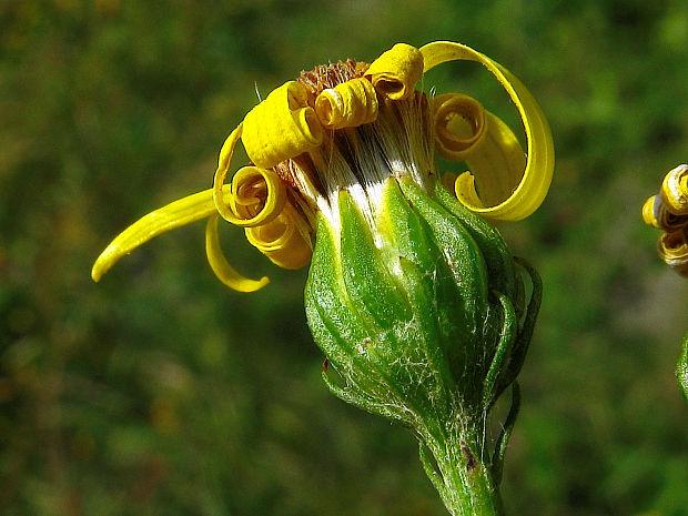 starček erukolistý úzkolistý Senecio erucifolius subsp. tenuifolius (J.Presl &amp; K. Presl) Schübl. &amp; G.Martens