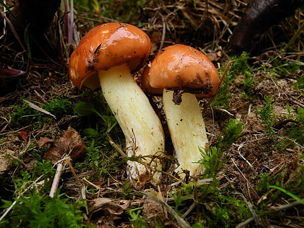 masliak zrnitý Suillus granulatus (L.) Roussel