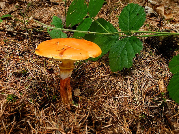 masliak smrekovcový Suillus grevillei (Klotzsch) Singer