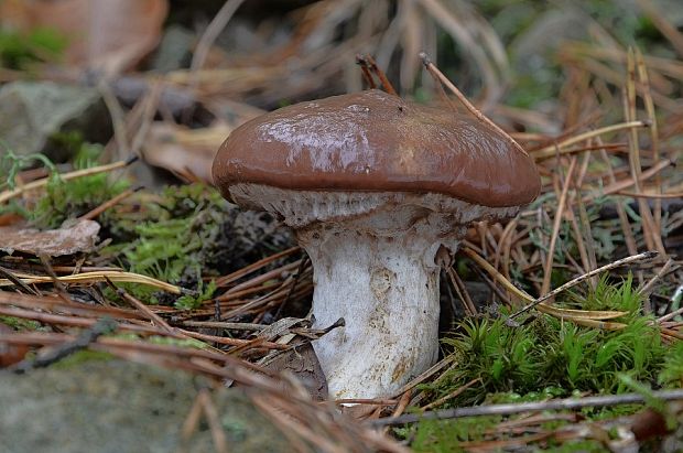 masliak Suillus sp.