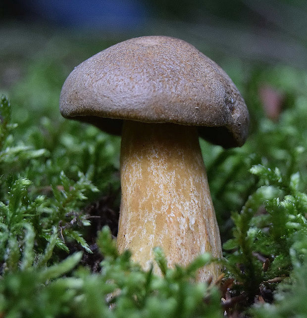 masliak strakatý Suillus variegatus (Sw.) Kuntze