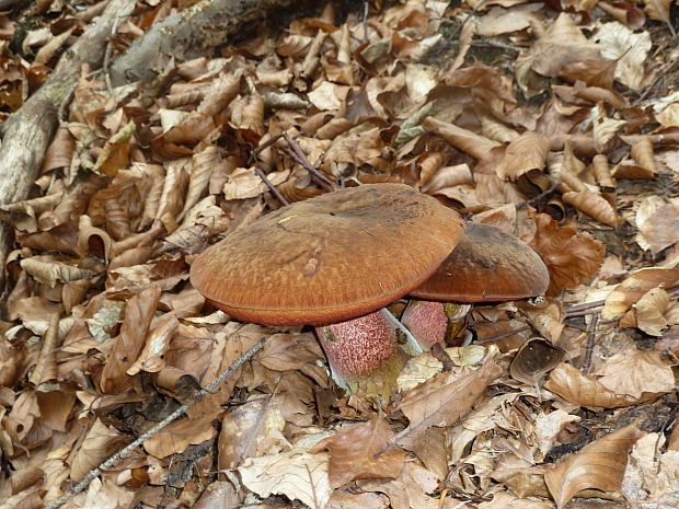 hríb zrnitohlúbikový Sutorius luridiformis (Rostk.) G. Wu & Zhu L. Yang