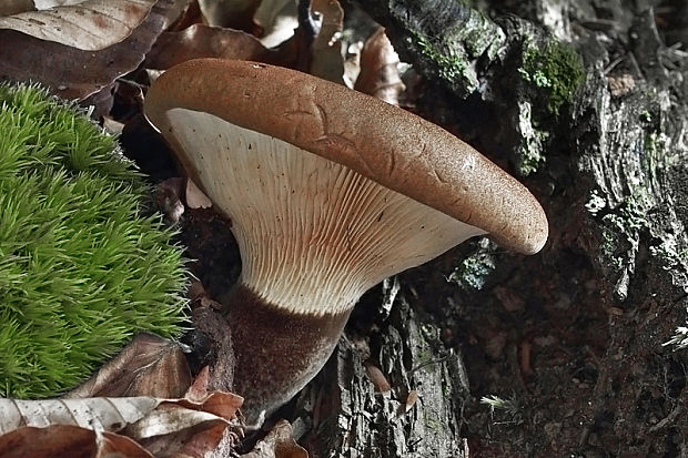 čechračka tmavohlúbiková Tapinella atrotomentosa (Batsch) Šutara