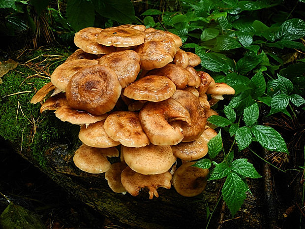 podpňovka Armillaria sp.