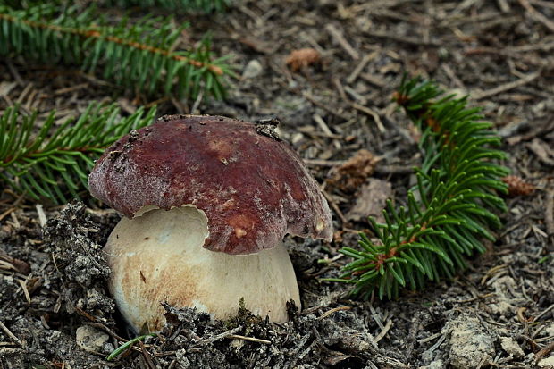 hríb sosnový Boletus pinophilus Pil. et Dermek in Pil.